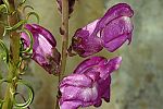 Antirrhinum tortuosum