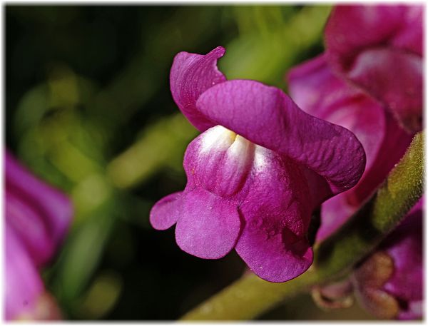 Antirrhinum tortuosum