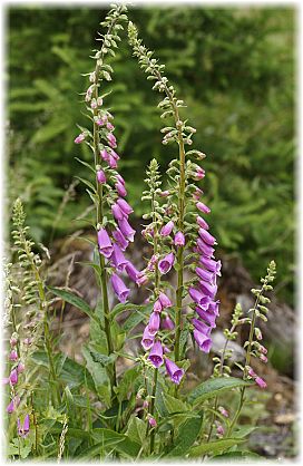 Digitalis purpurea