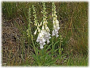 Digitalis purpurea