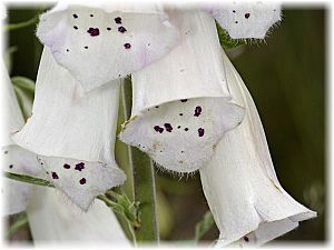 Digitalis purpurea