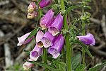 Digitalis purpurea