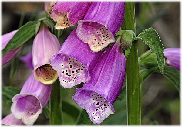 Digitalis purpurea