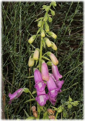 Digitalis thapsi