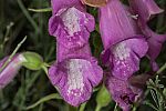 Digitalis thapsi