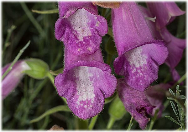 Digitalis thapsi