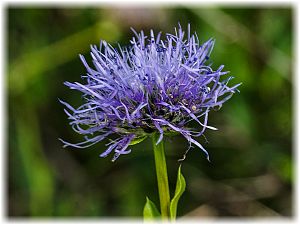 Globularia trichosantha