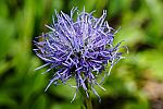 Globularia trichosantha