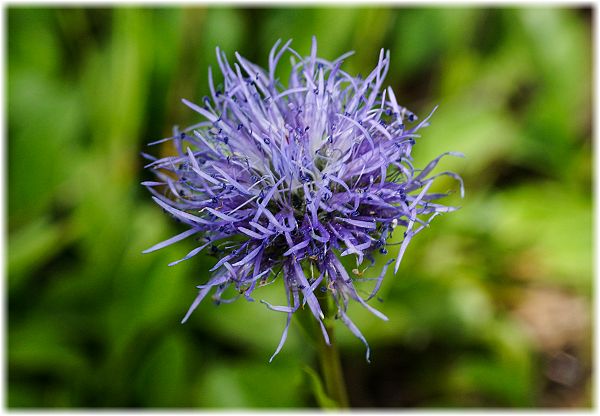 Globularia trichosantha