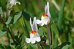 Linaria reflexa