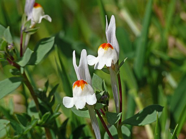 Linaria reflexa