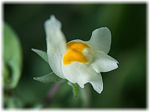 Linaria triphylla