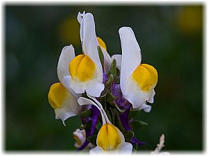 Linaria triphylla