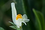 Linaria triphylla