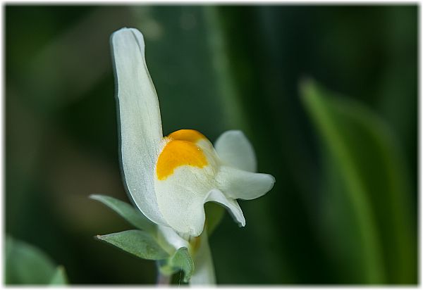 Linaria triphylla