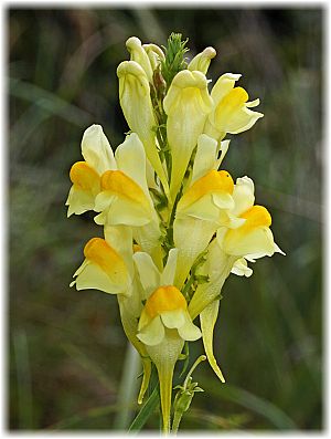 Linaria vulgaris