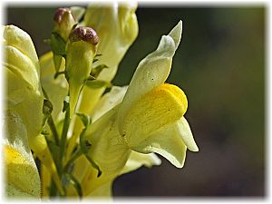 Linaria vulgaris