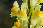 Linaria vulgaris