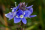 Veronica multifida