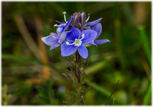 Veronica multifida