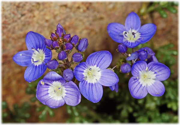 Veronica oltensis