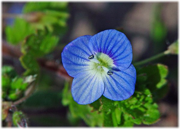 Veronica persica