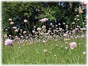 Armeria maritima ssp. elongata