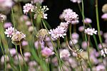 Armeria maritima ssp. elongata