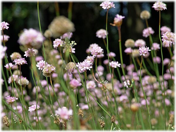 Armeria maritima ssp. elongata