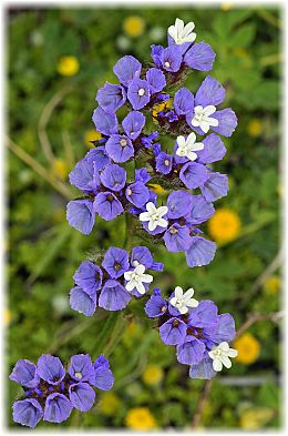 Limonium sinuatum