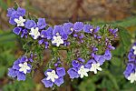 Limonium sinuatum