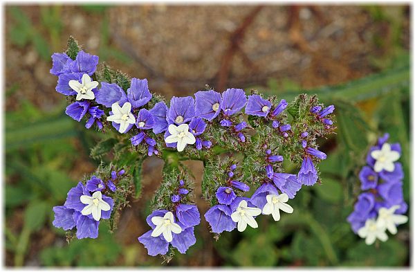 Limonium sinuatum