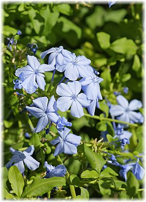 Plumbago auriculata