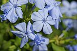 Plumbago auriculata