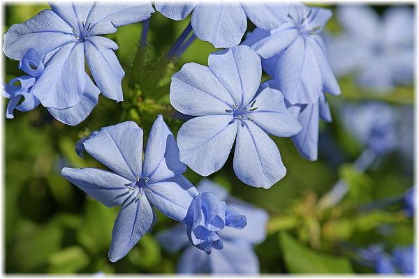 Plumbago auriculata