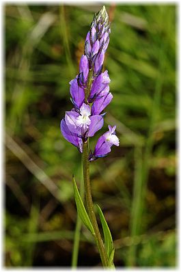 Polygala anatolica