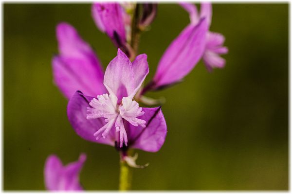 Polygala major