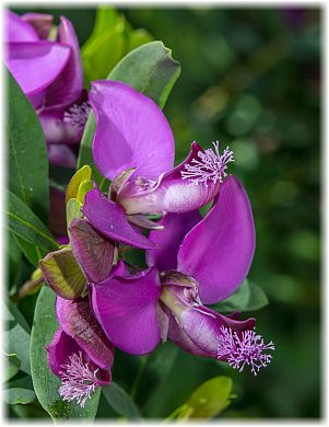 Polygala myrtifolia