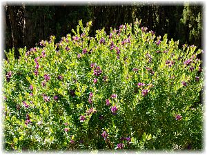 Polygala myrtifolia