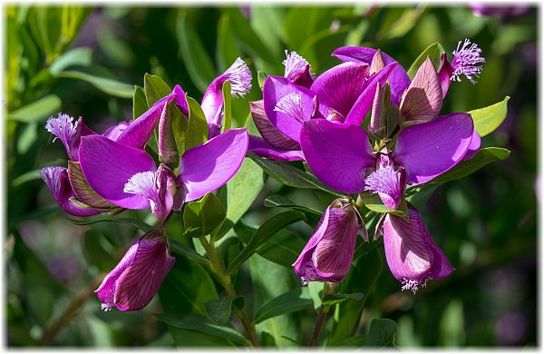 Polygala myrtifolia