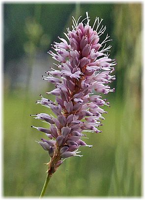 Bistorta officinalis