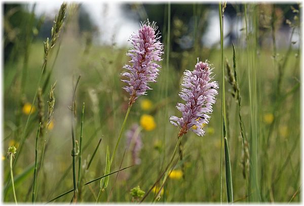 Bistorta officinalis