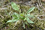 Rumex acetosella