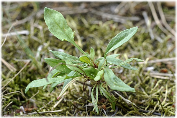 Rumex acetosella