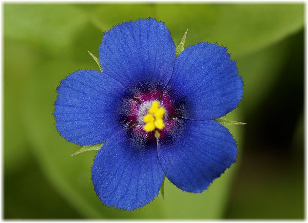 Anagallis arvensis