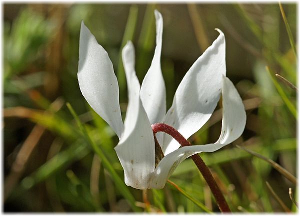 Cyclamen creticum