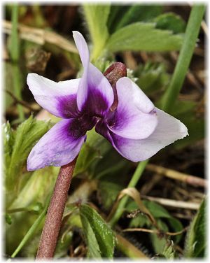 Cyclamen parviflorum