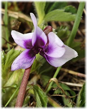 Cyclamen parviflorum