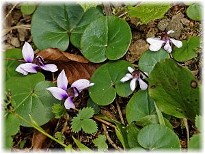 Cyclamen parviflorum