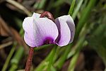 Cyclamen parviflorum